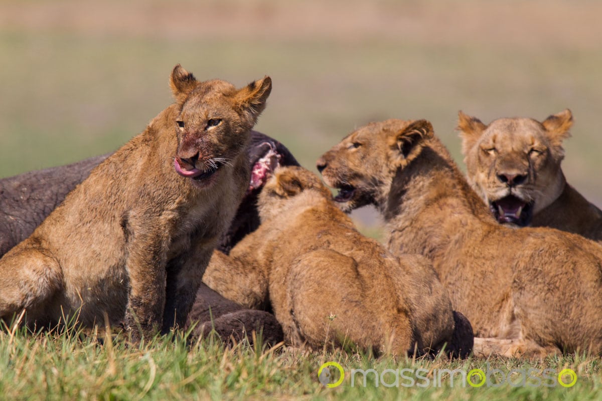 Avventura Nel Delta Dell'okawango