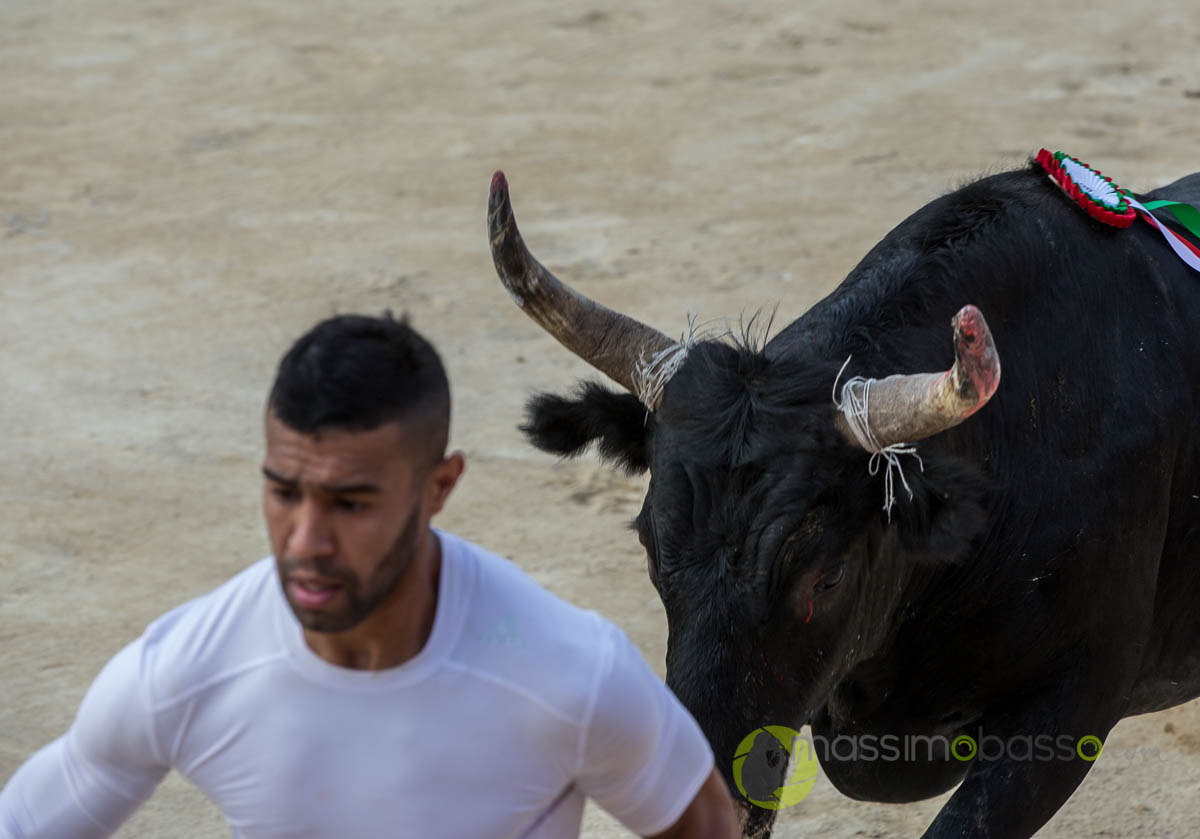 Course Camarguase o corrida della Camargue