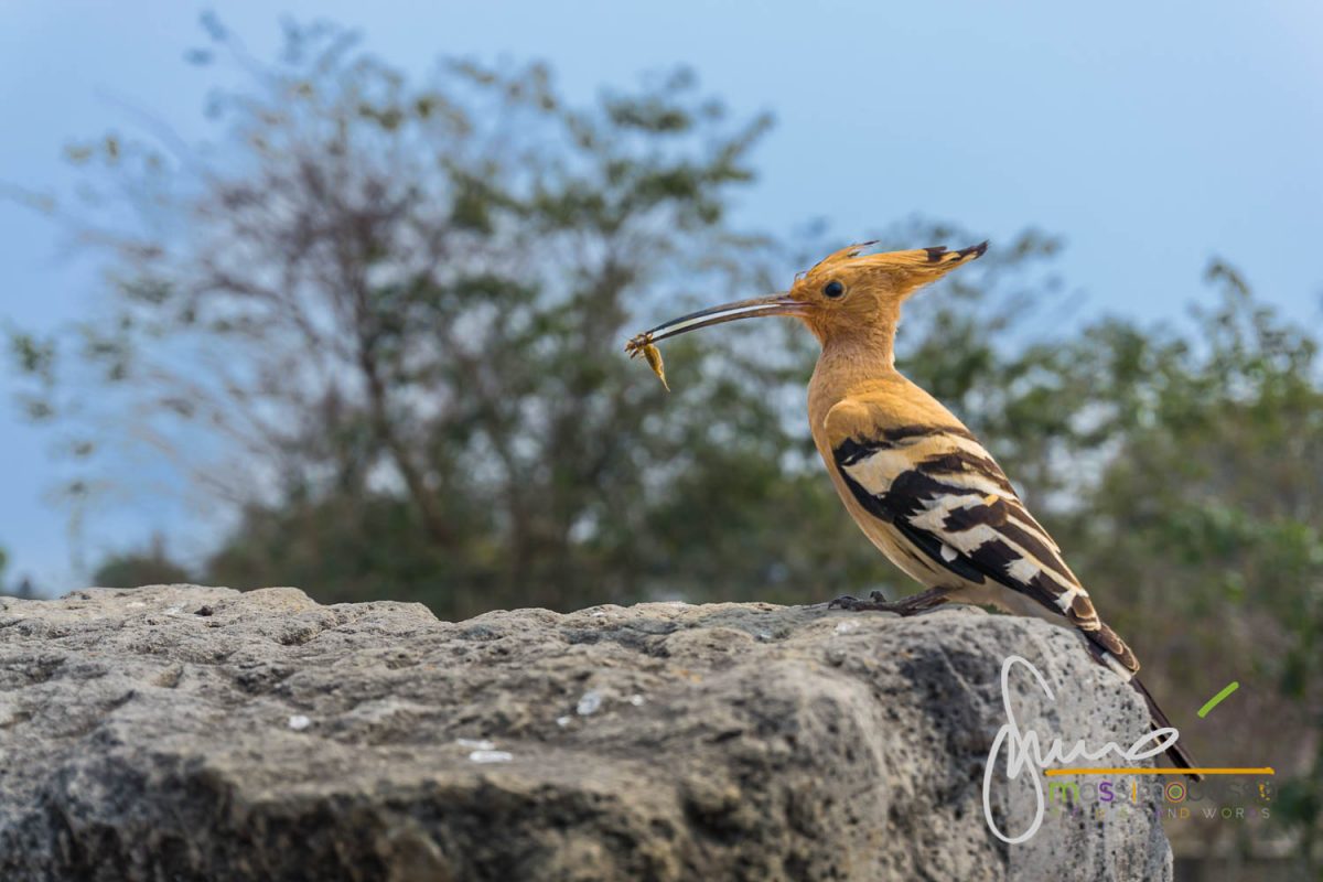 Upupa ad Abhaneri - India