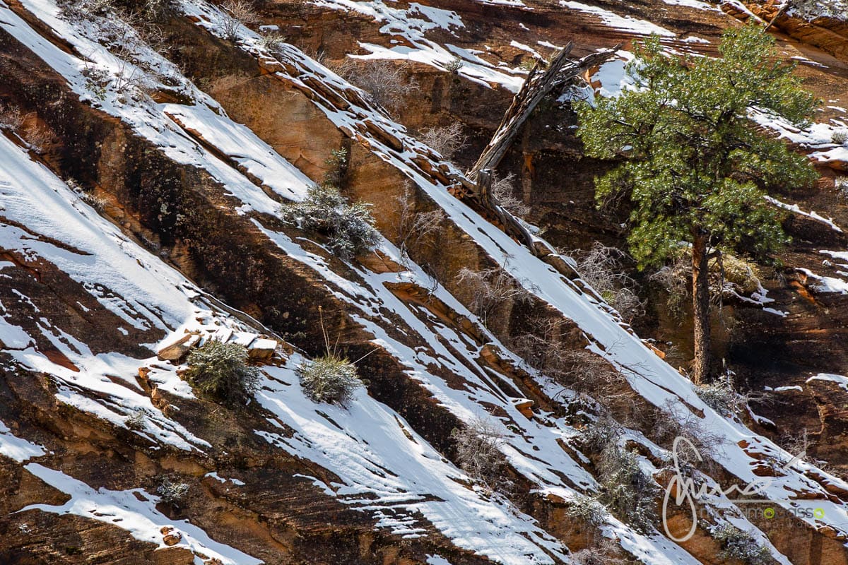 Parco Nazionale Zion National Park Utah