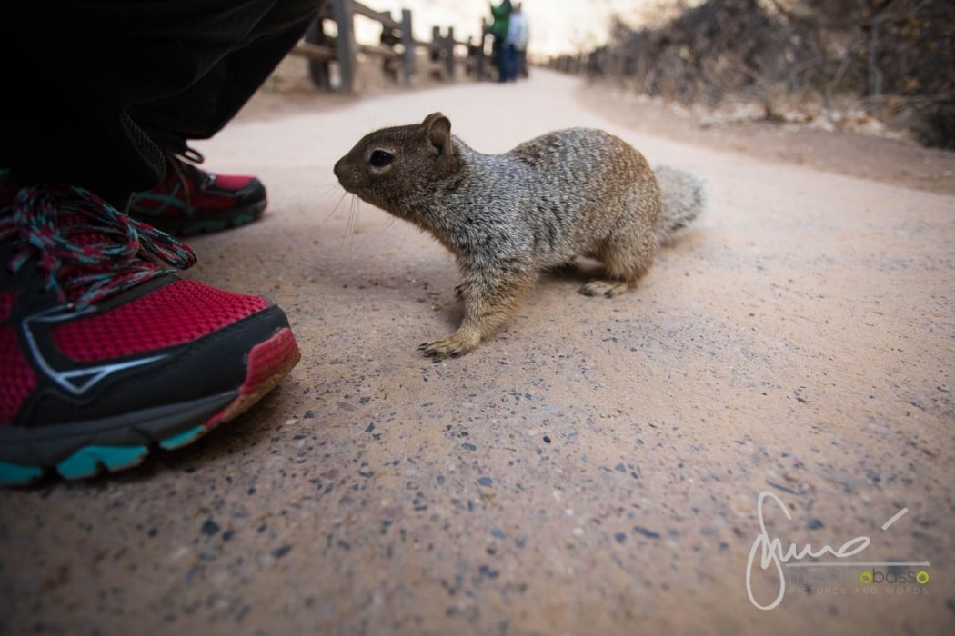Parco Nazionale Zion National Park Utah