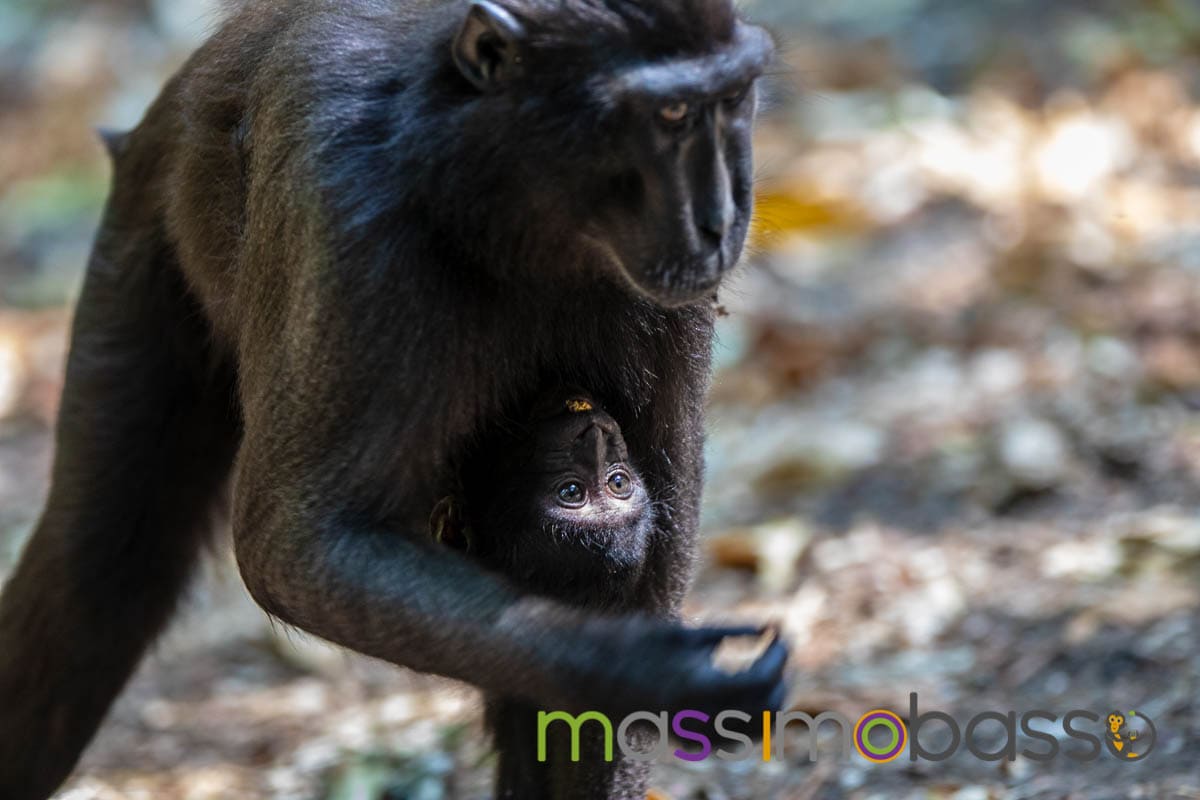 Riserva Tangkoko Macaco nero tarsio spettro