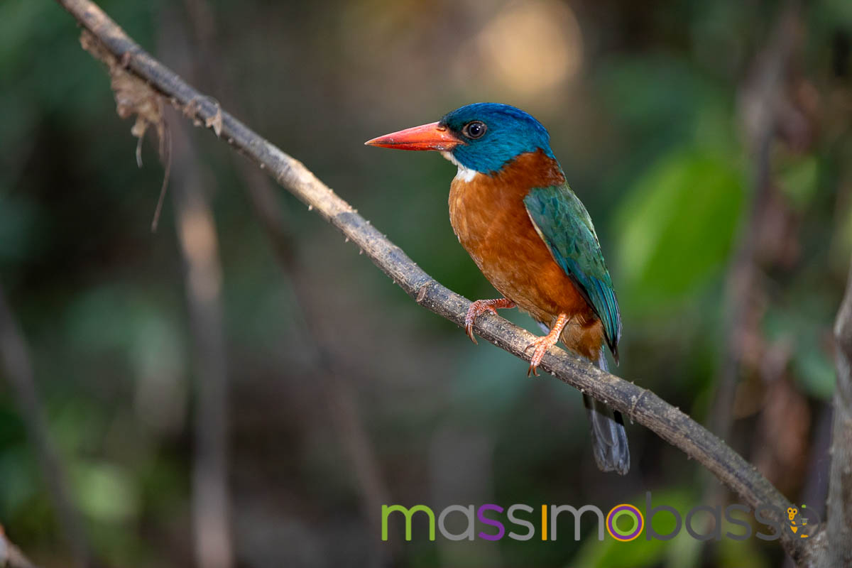 Riserva Tangkoko Macaco nero tarsio spettro