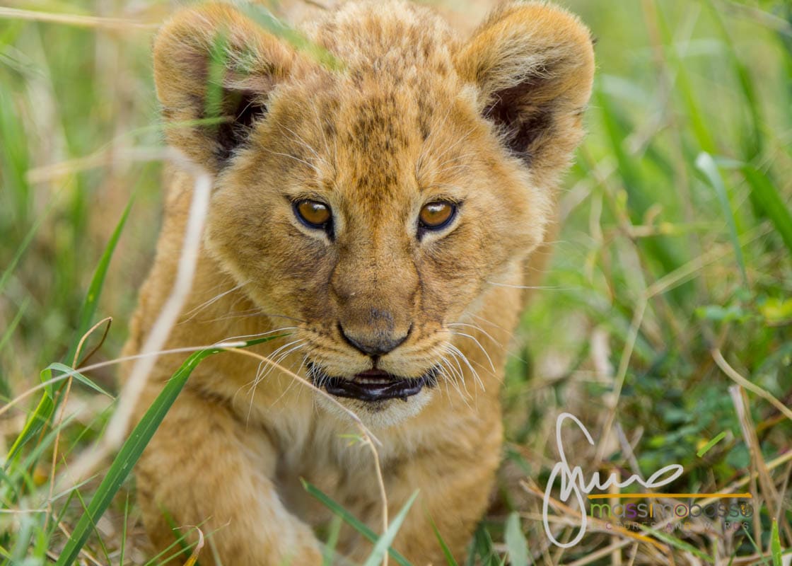 i Leoni del Serengeti e la migrazione degli gnu