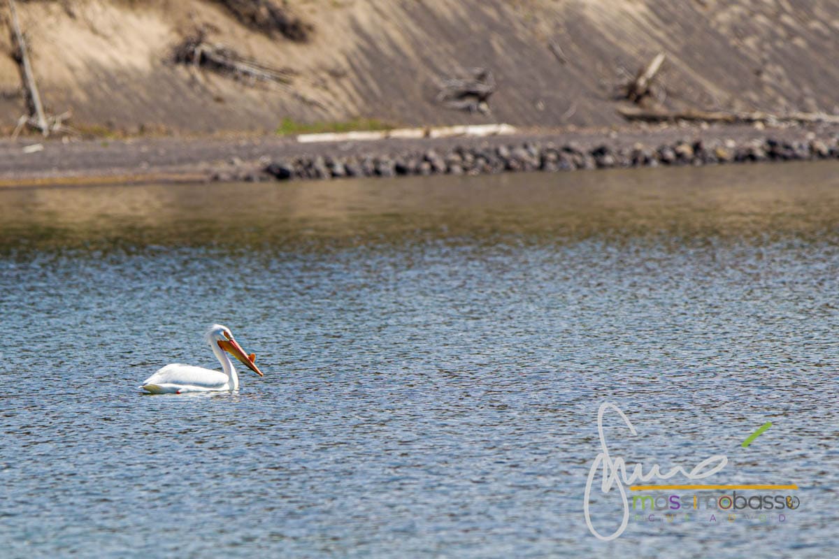 Pellicano bianco avvistato nello Yellowstone Lake vicino a Fishing Bridge