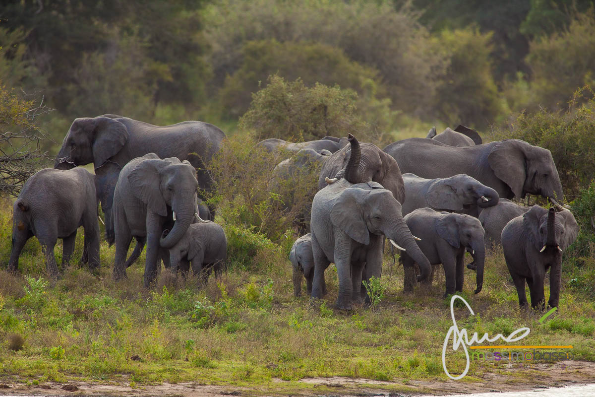Elefanti Parco Nazionale Kruger - Sudafrica