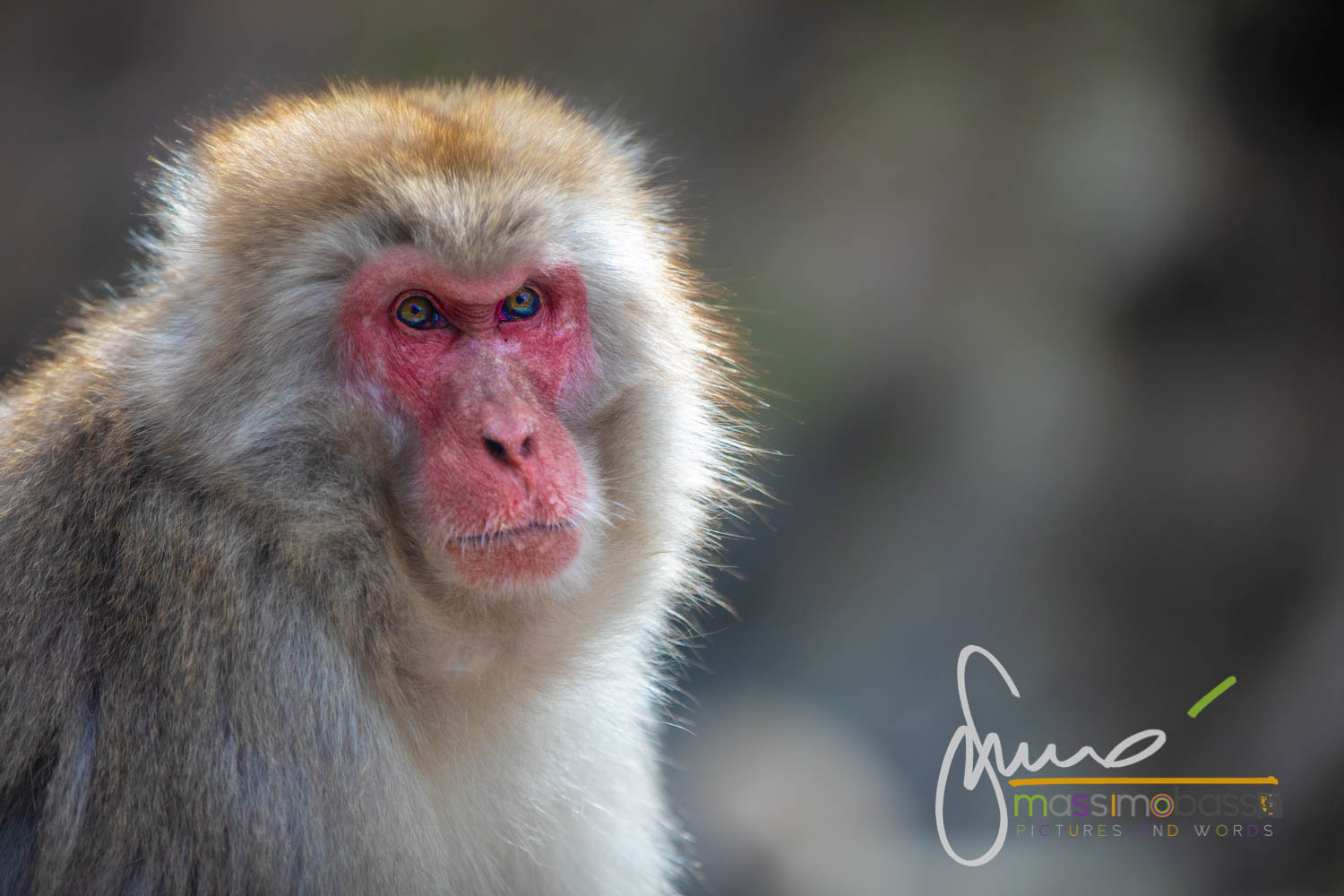  Parco delle Scimmie delle Nevi di Jigokudani