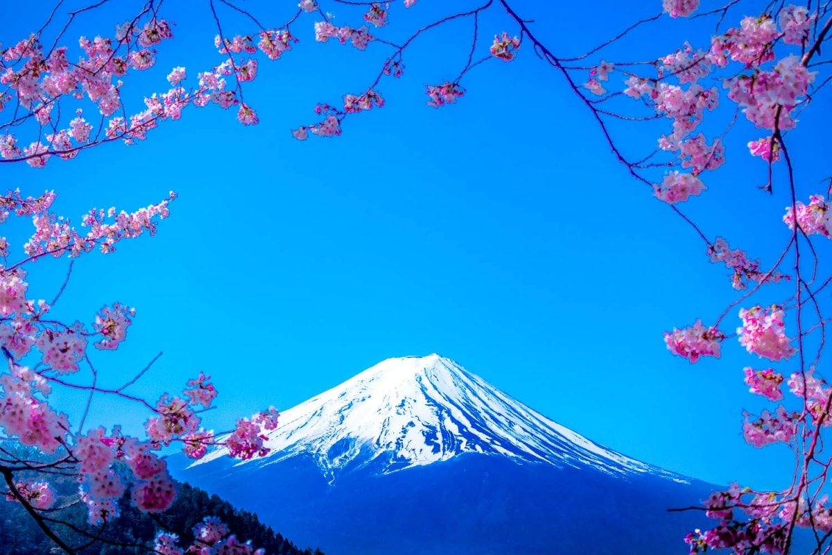 Il monte Fuji e fiori di ciliegio. Compare nell'articolo: le 72 stagioni dell anno giapponese 24 periodi