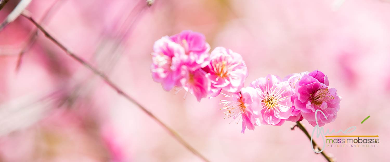 Fiori di ciliegio - compare nell'articolo 72 stagioni dell anno giapponese 24 periodi-2