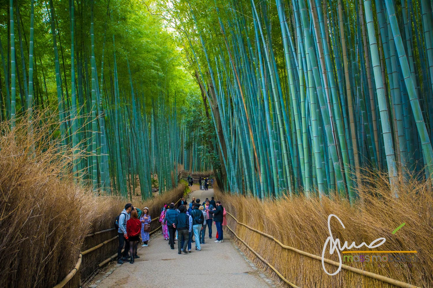 La foresta di Bambù- compare nell'articolo 72 stagioni dell anno giapponese 24 periodi