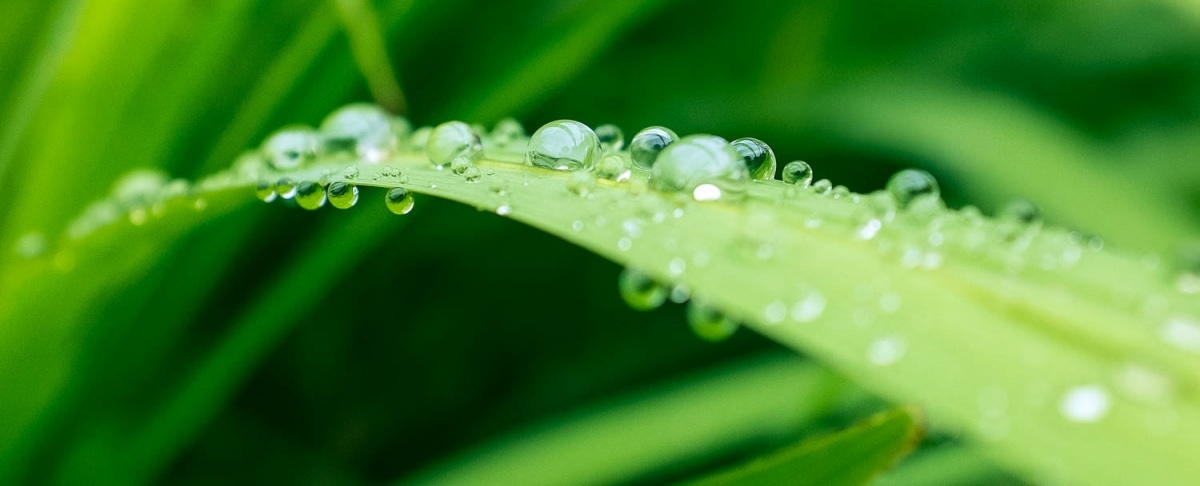 Rugiada sulle foglie