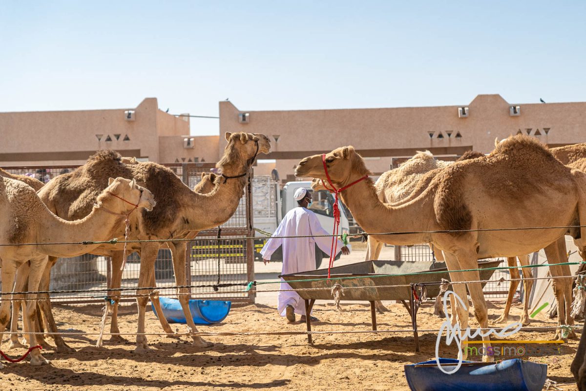 Al Ain Souq Mercato dei Cammelli