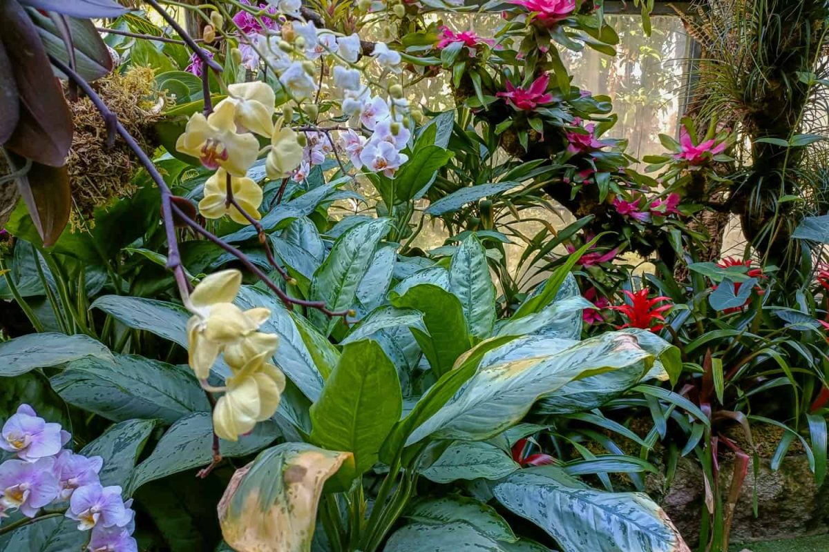 I Giardini La Mortella ad Ischia - fondazione William Walton-1