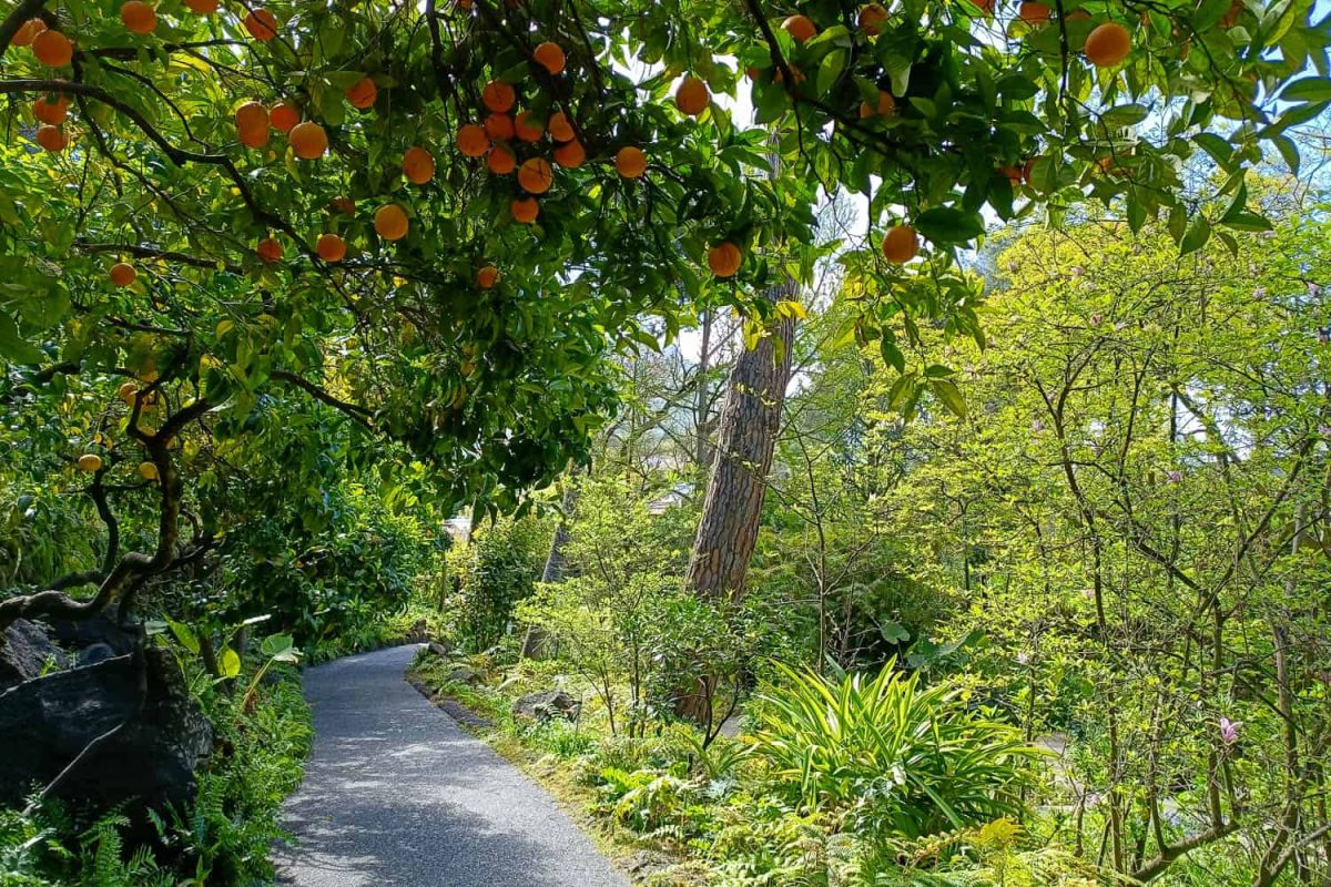 I Giardini La Mortella ad Ischia - fondazione William Walton-1