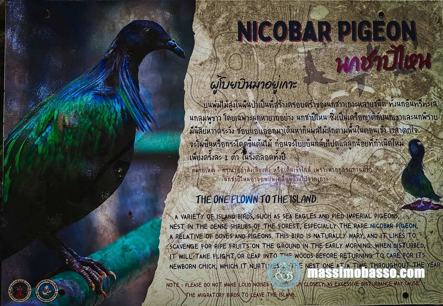 Piccione delle Nicobare - Isole Surin