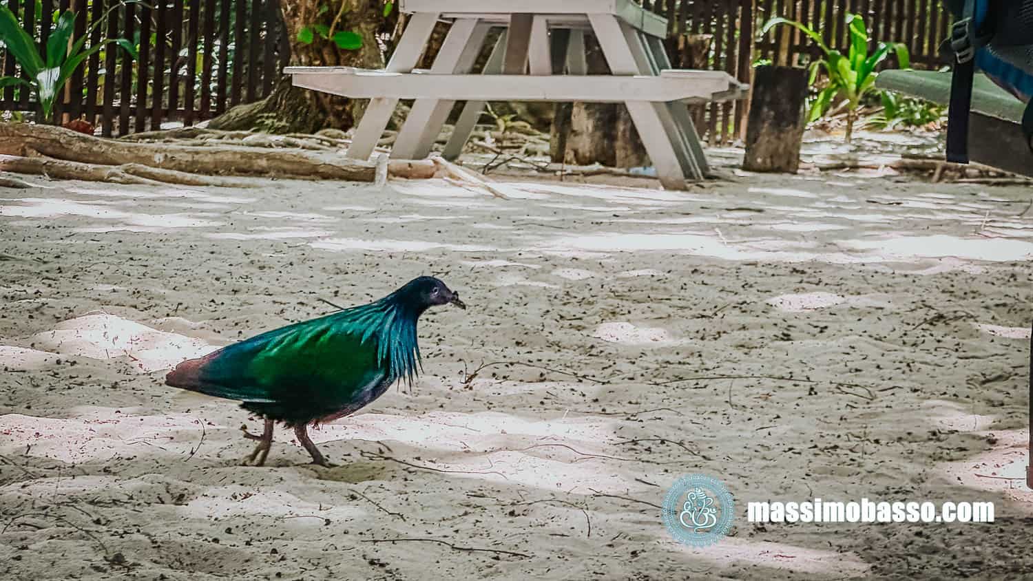 Piccione delle Nicobare - Isole Surin