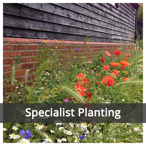 Specialist Planting