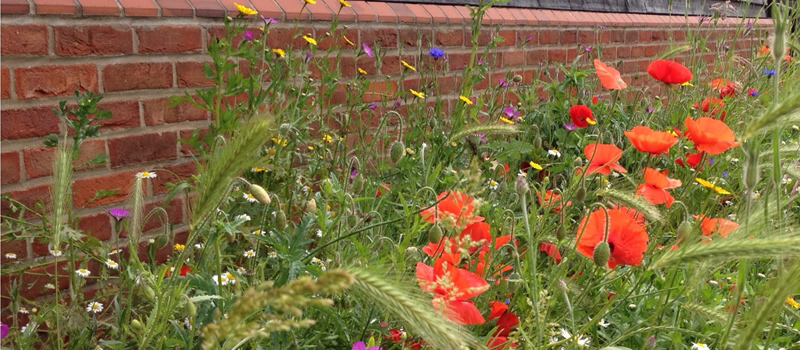 Specialist Planting