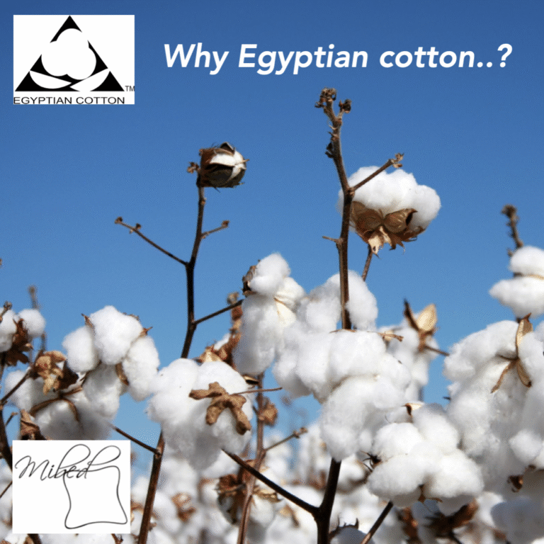 Egyptian cotton (1)