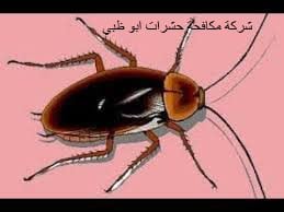 شركة مكافحة حشرات ابو ظبى