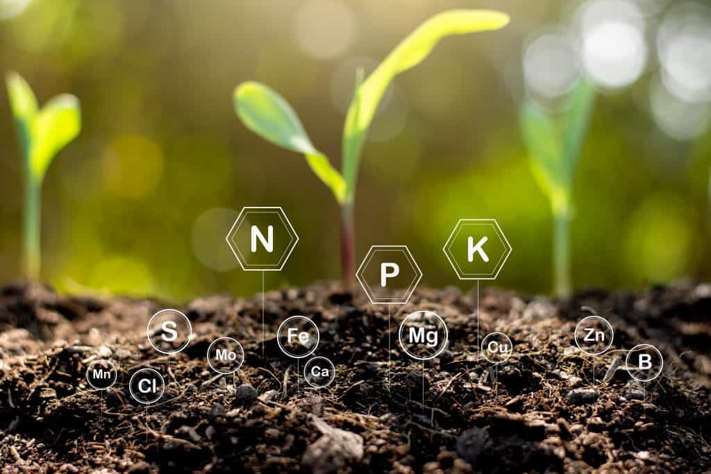 when to fertilize grass