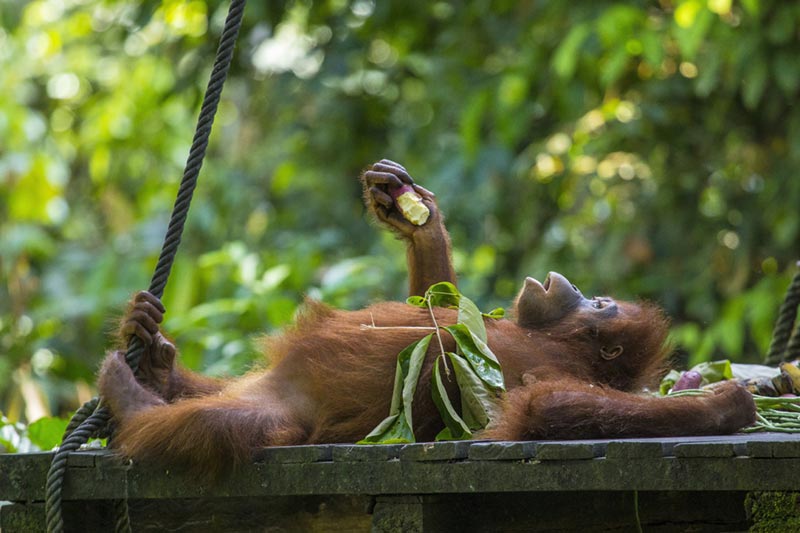 Places to Visit in Malaysia 21 Malaysia wildlife parks