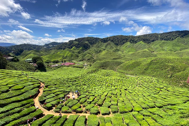 Cameron Highlands Tour