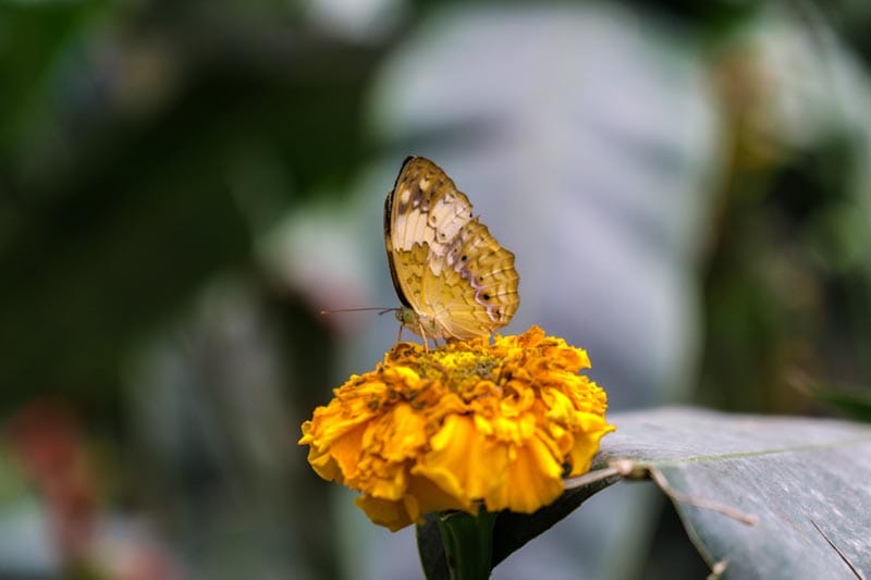 cameron highlands butterflies garden