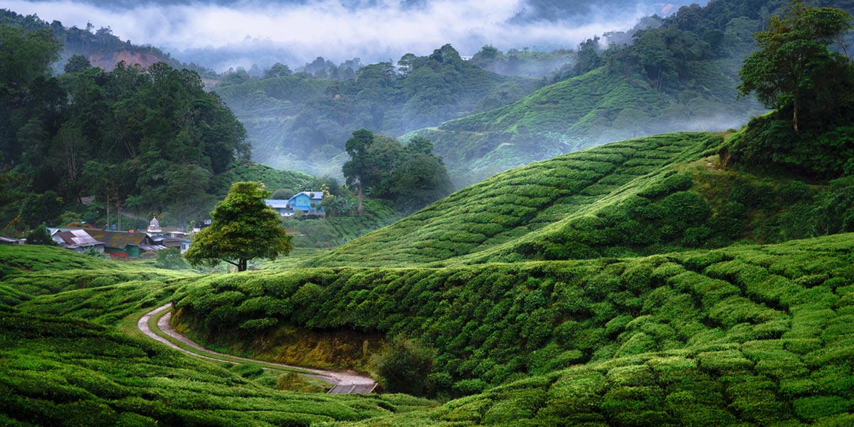cameron highlands tour