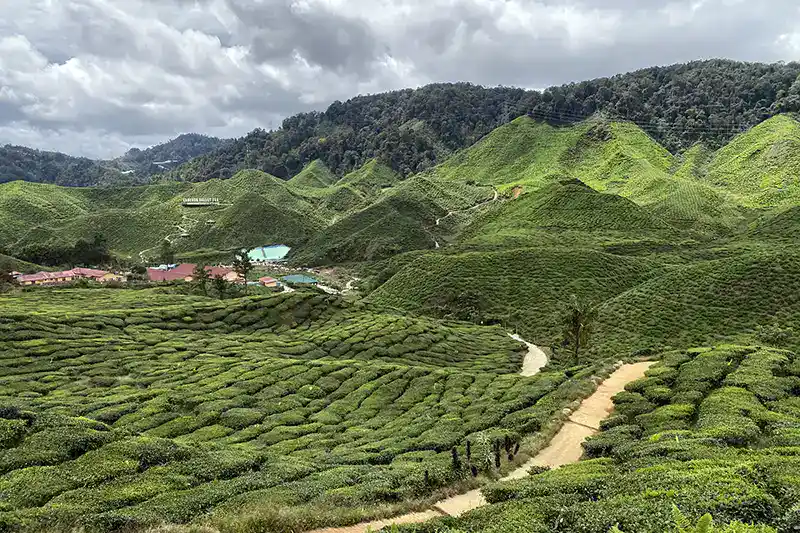 The Ultimate Guide To The 10 Best Day Trips from Kuala Lumpur (Local Expert Edition) 7 Panoramic view of Cameron Highlands tea plantations, a popular choice among the best day trips from KL.
