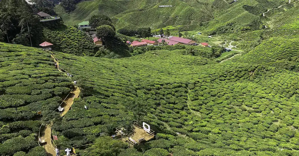 A wide view of tea plantations covering the hills with walking paths and small buildings in the distance.