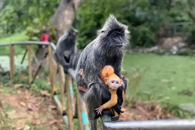 The Ultimate Guide To The 10 Best Day Trips from Kuala Lumpur (Local Expert Edition) 11 A silvered leaf monkey sitting on a railing with its bright orange infant clinging to its body.
