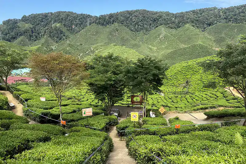 Private Transfer from Kuala Lumpur to Cameron Highlands Taxi Service 3 Beautiful view of Cameron Valley Tea Plantation in Cameron Highlands, a popular scenic stop for tourists to enjoy fresh tea during a private transfer from Kuala Lumpur.
