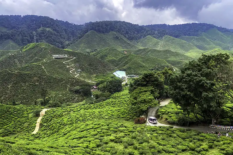 Private Transfer from Kuala Lumpur - Comfortable Door-To-Door Rides Across Malaysia 2 Cameron Valley Tea Plantation in Cameron Highlands, a popular stop during private transfer from Kuala Lumpur.