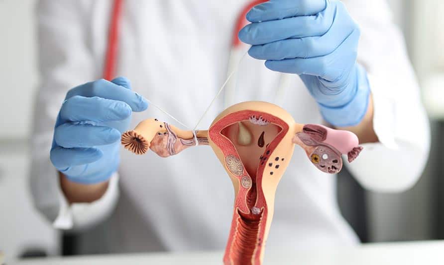 Model of female reproductive system showing uterus and fallopian tubes for IVF.