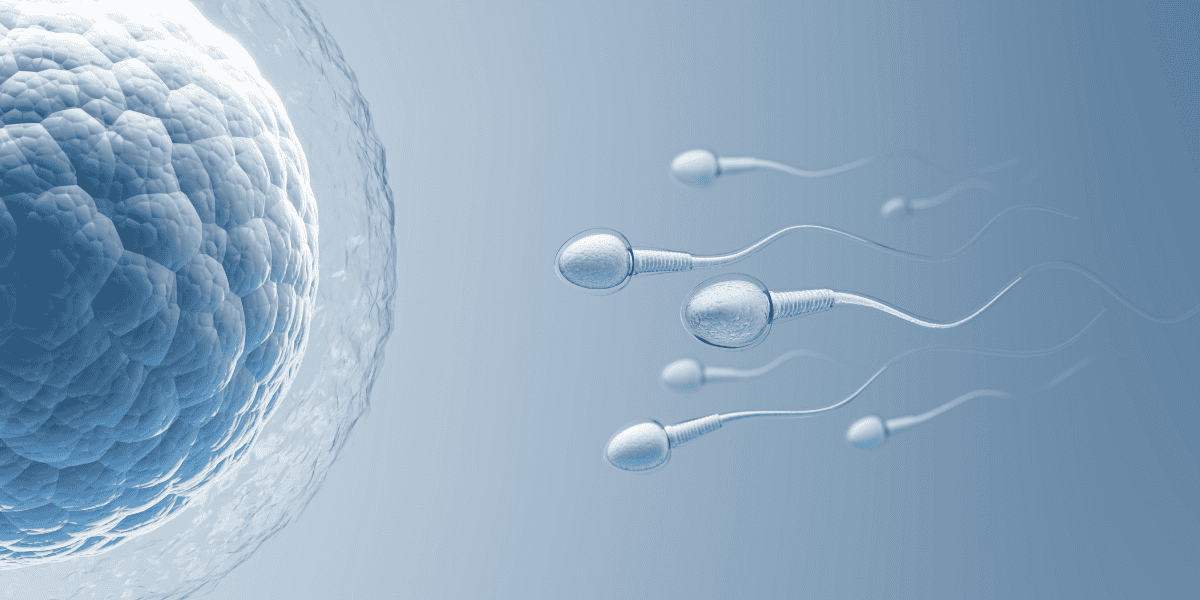 Illustration of sperm cells swimming towards an egg for fertilization.