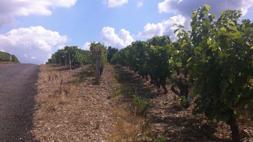 Wijngaarden rond grotwoning Vernou-sur-Brenne, Loire Frankrijk