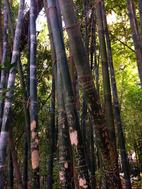 Tips Marrakech Jardin Majorelle bamboe