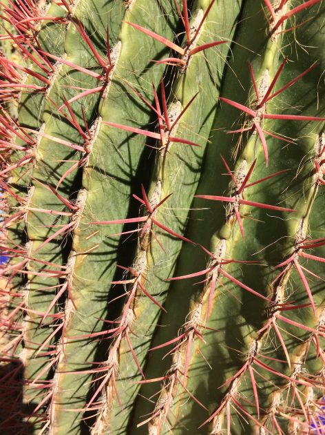Marrakech in Marokko - Jardin Majorelle cactus