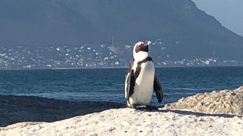 Zuid-Afrika Simonstown pinguins