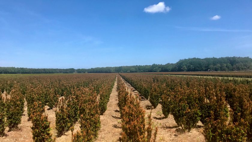 Klompenpad: het Uddelermeerpad