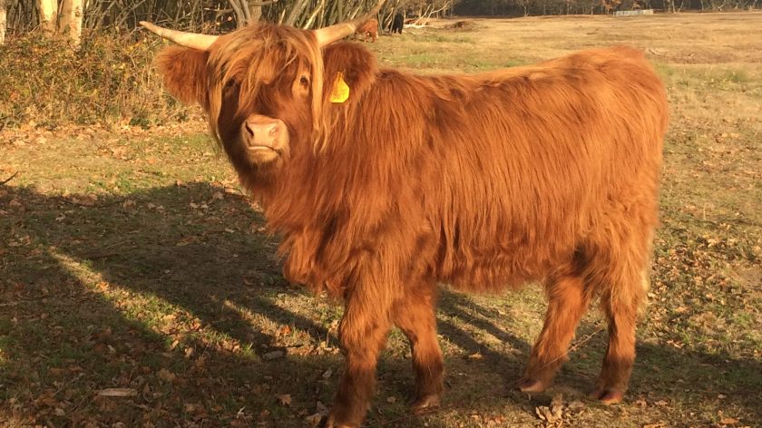 Rondje Laarder Wasmeer, Schotse Hooglander