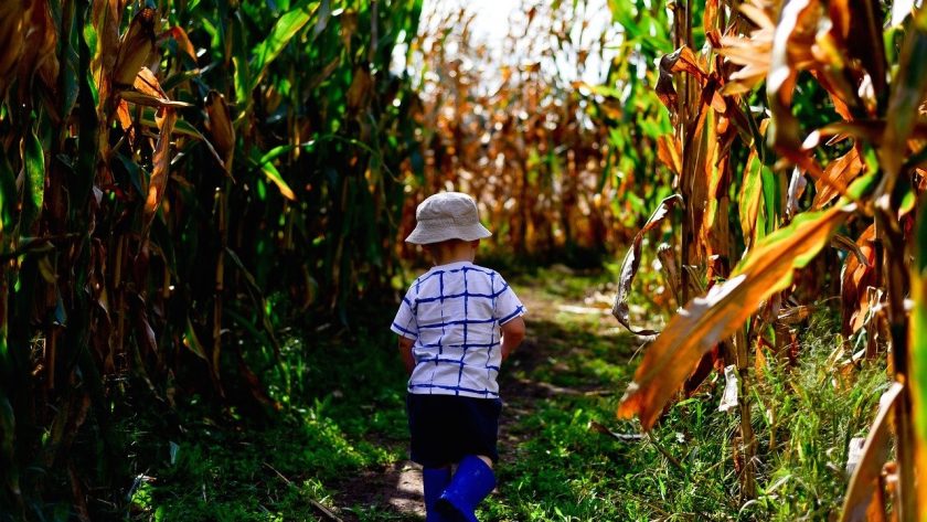 Maïsdoolhof Voorthuizen, kind dwaalt door het doolhof
