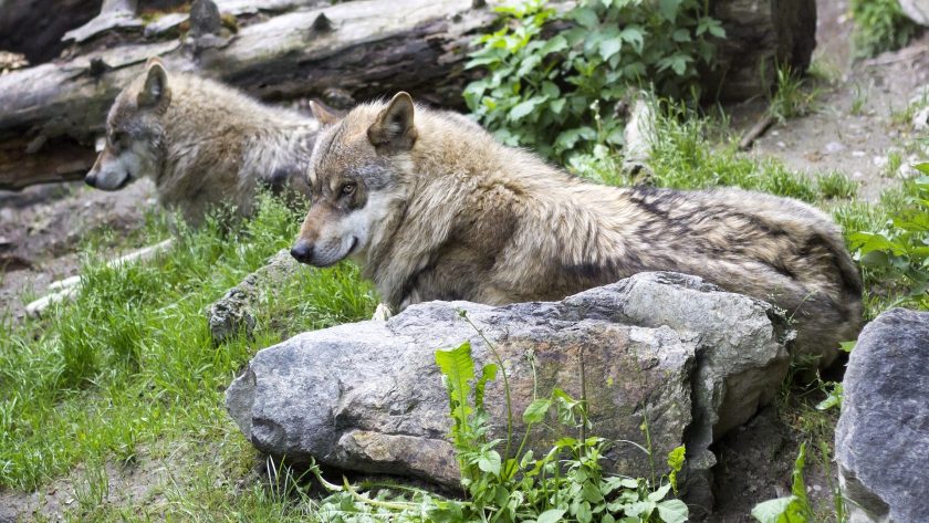 Wolven in dierentuin Nordhorn