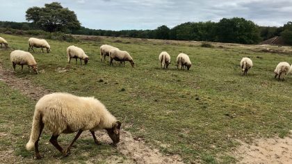 Schaapskooi, Blaricum