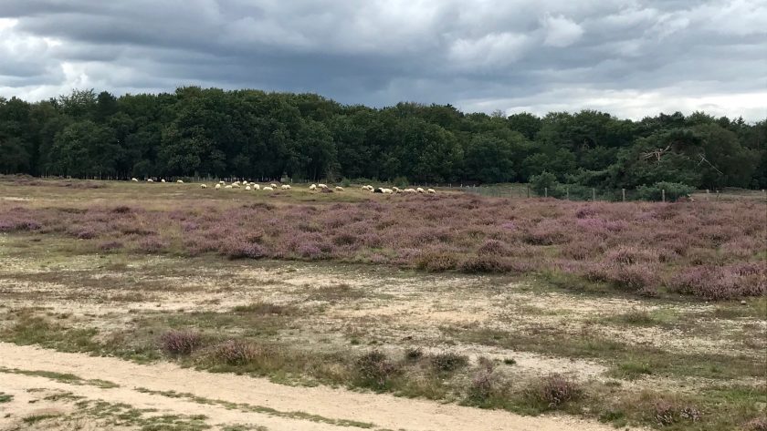 Tafelberg- en Blaricummerheide, heide met schapen