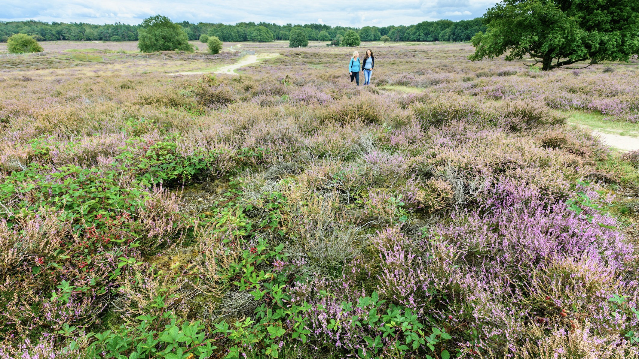 Wandelroute Tafelberg en Blaricummerheide