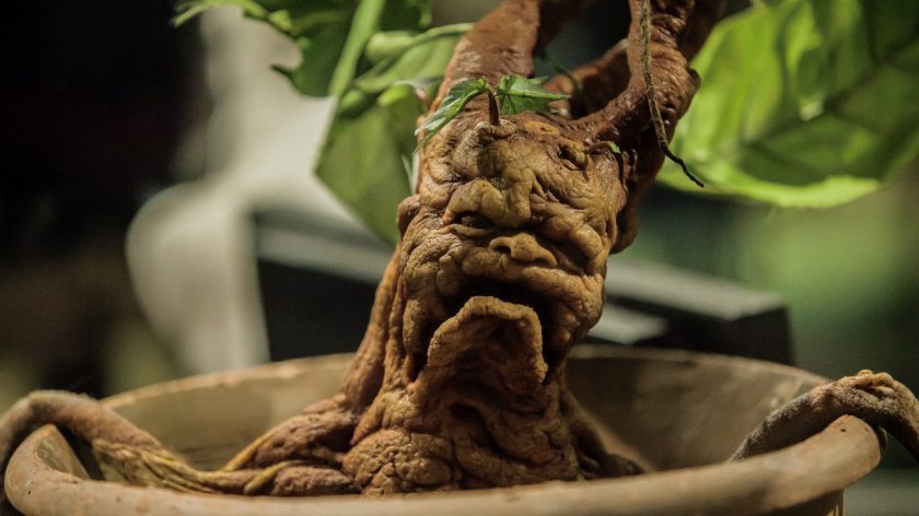 The making of Harry Potter, Warner Bros. Studio's Londen, baby mandrake, filmlocaties