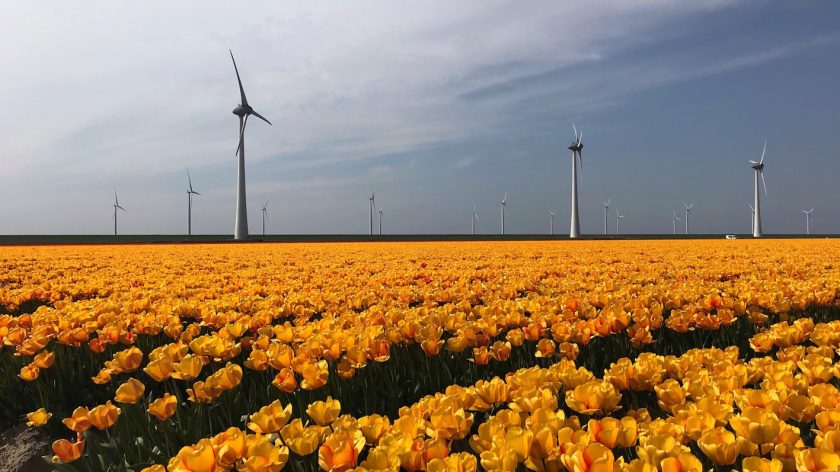 Bollenroute Tulpenfestival Noordoostpolder Flevoland