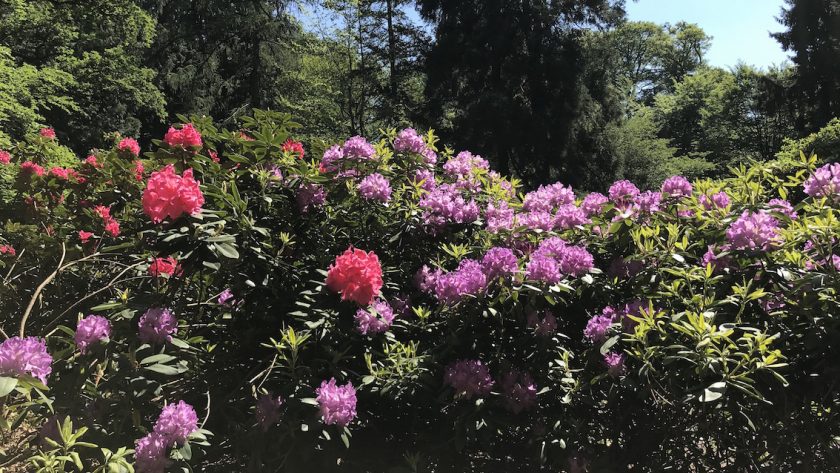 Bloeiende rododendrons in Nederland - Landhuis Gooilust Rodondendronvallei, 's Graveland